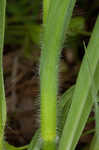 Hairyflower spiderwort